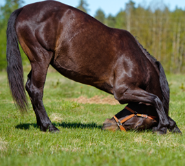 Clinics & Training Dates