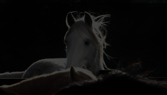 Wild Mare Marketing